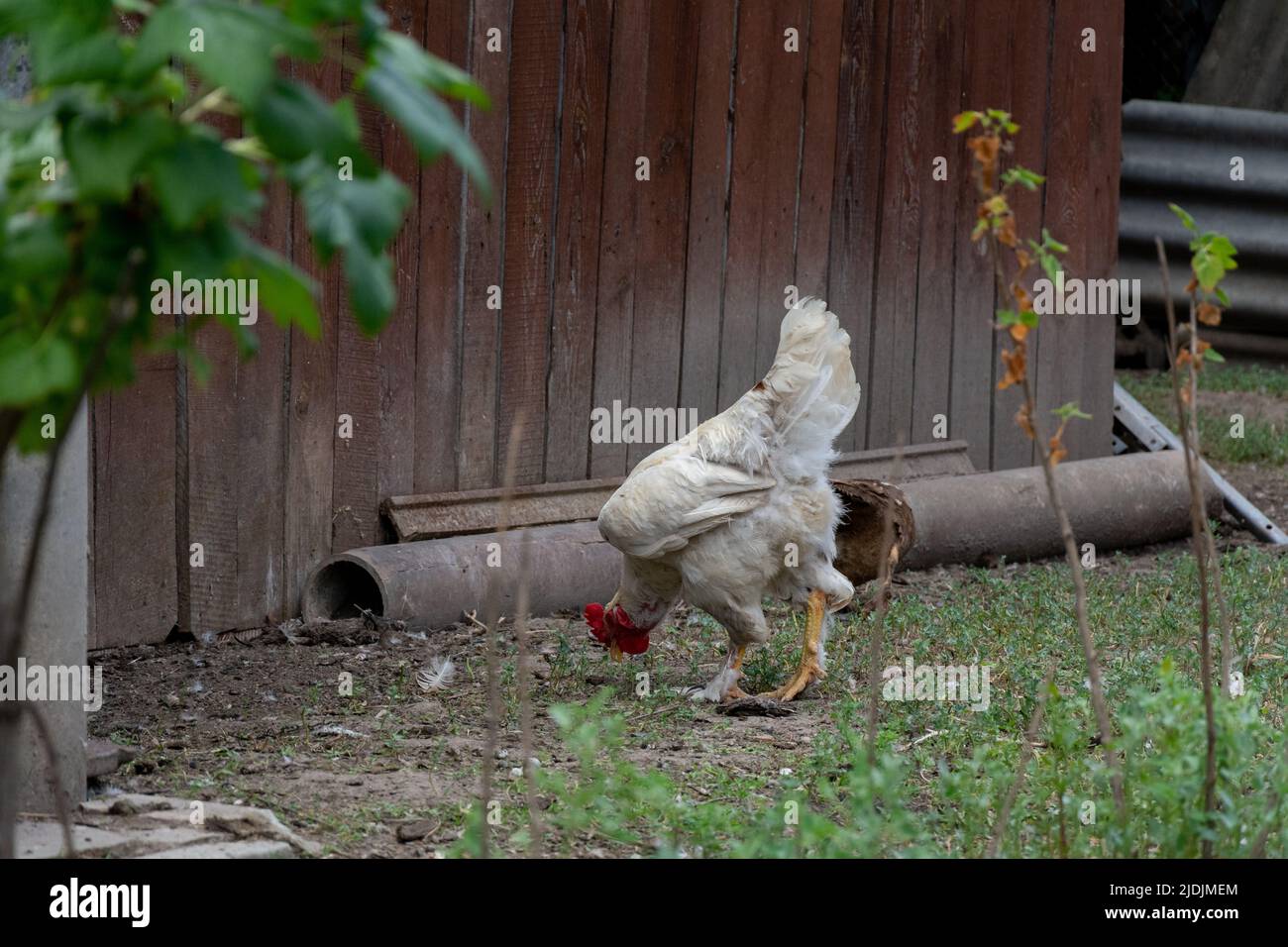 A young white rooster nibbles green grass in the backyard. Stock Photo