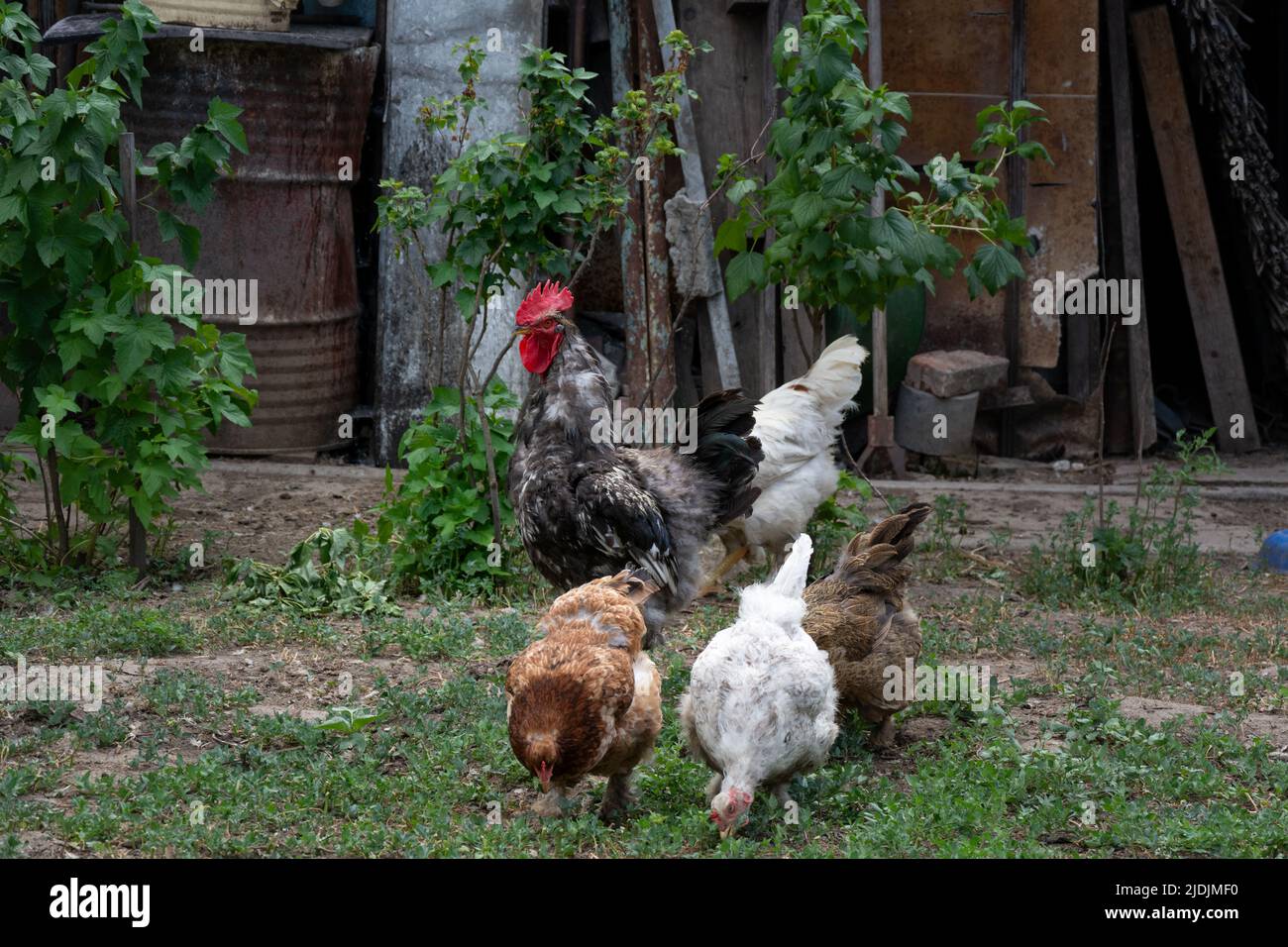 Beautiful rooster and free range hen. Roosters and chickens are free