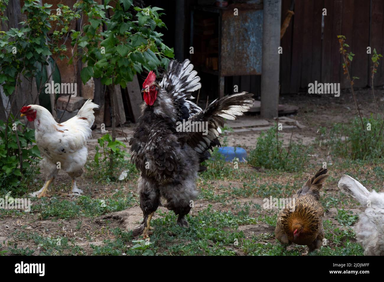 Black and white Rooster spread its wings. Rooster and chickens free range. Backyard Chickens Stock Photo