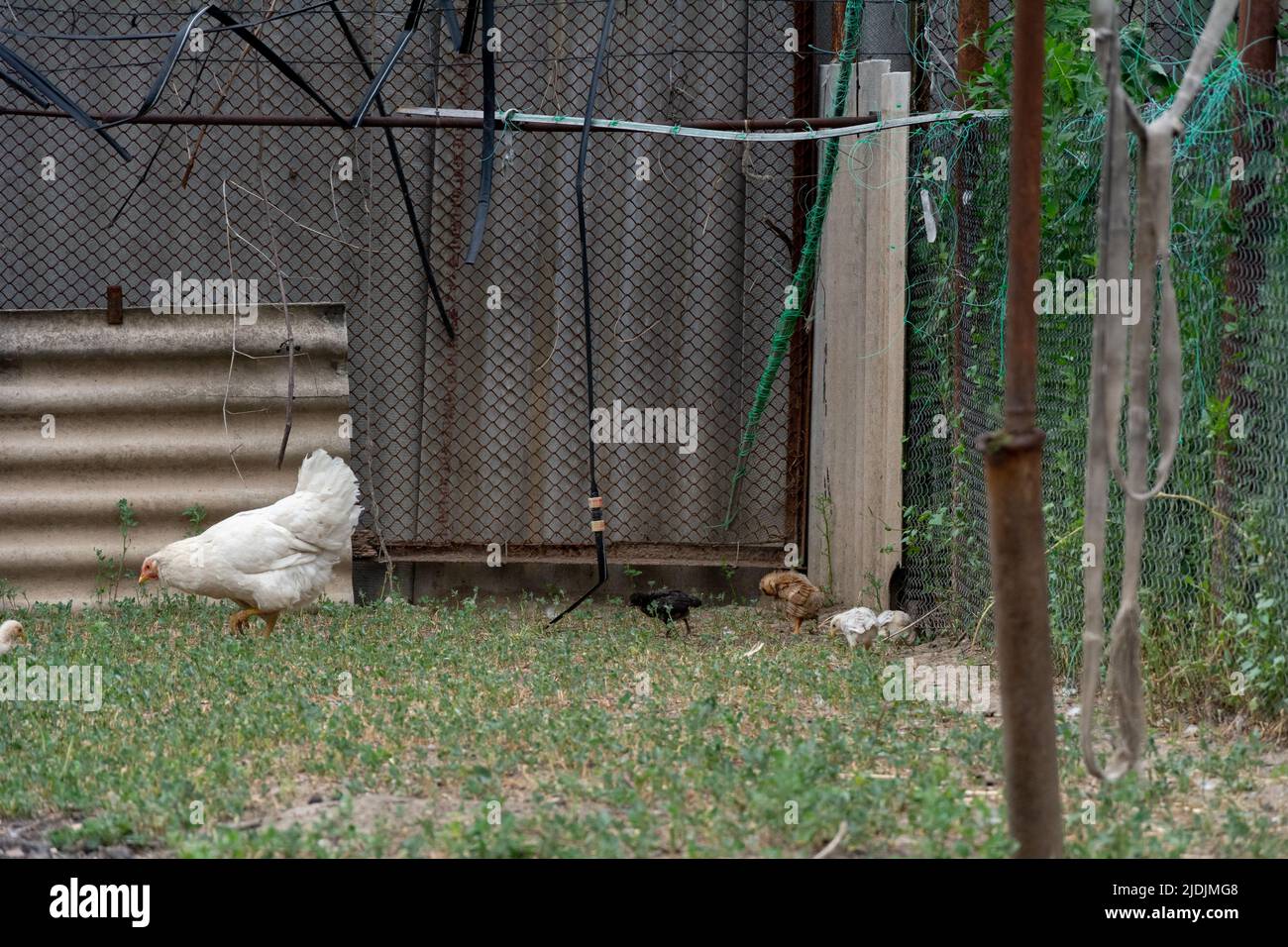 Chickens and a hen walk on the grass in the backyard of a home farm. Focus on black chick Stock Photo