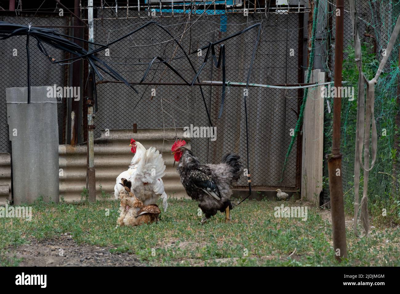 Mating rooster and hen. A young white rooster mates with a brown hen. Nearby is an adult black and white rooster. Free range poultry Stock Photo