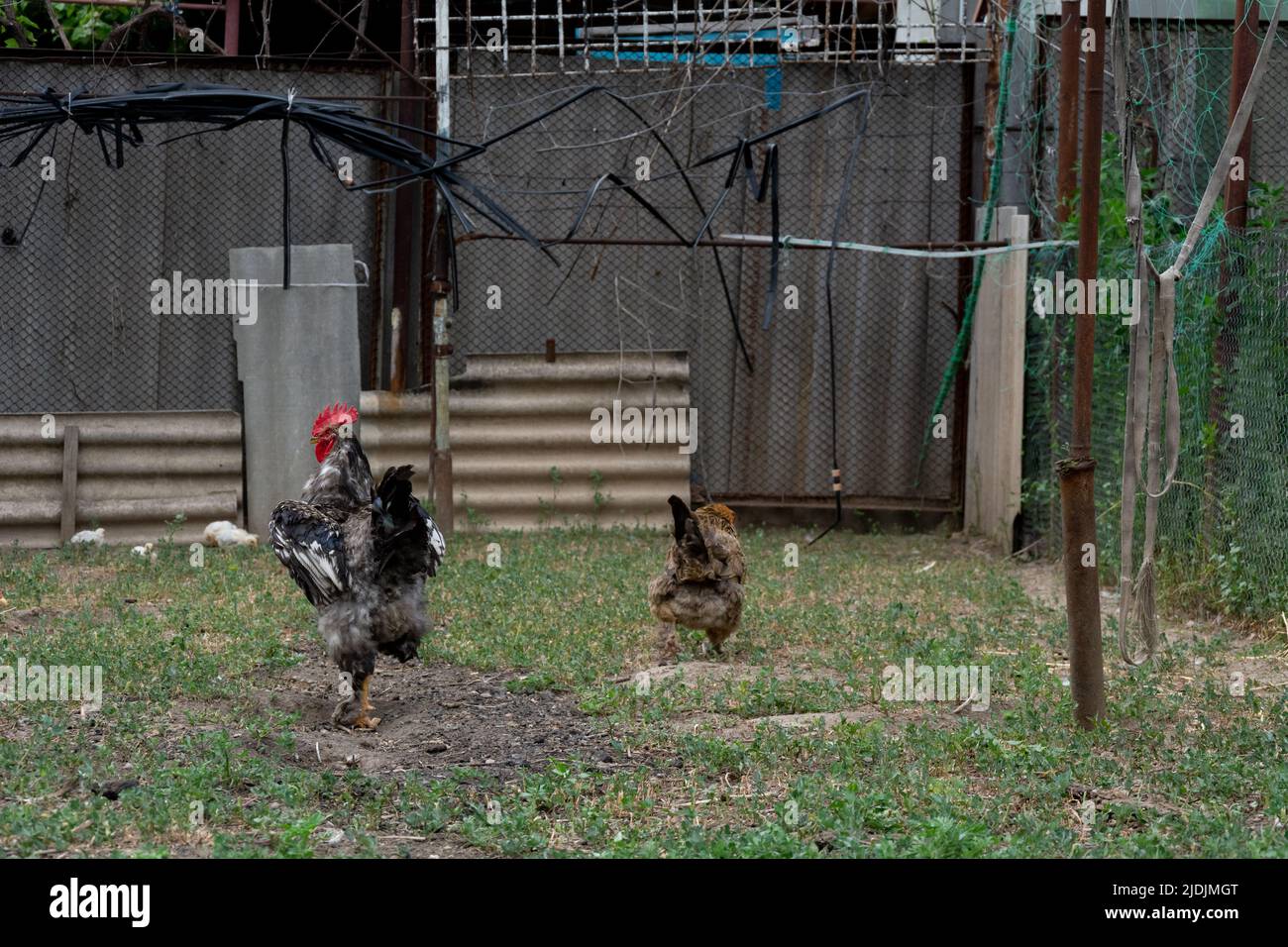 Rooster and chicken. A beautiful rooster importantly walks behind a brown hen demonstrating his splendor and desire to mate Stock Photo