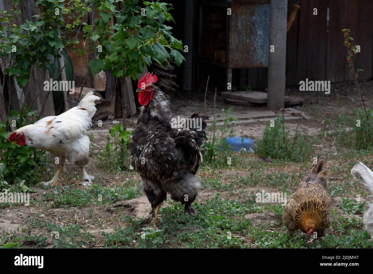 Rooster and chickens free range. Backyard Chickens. Domestic animals Stock Photo