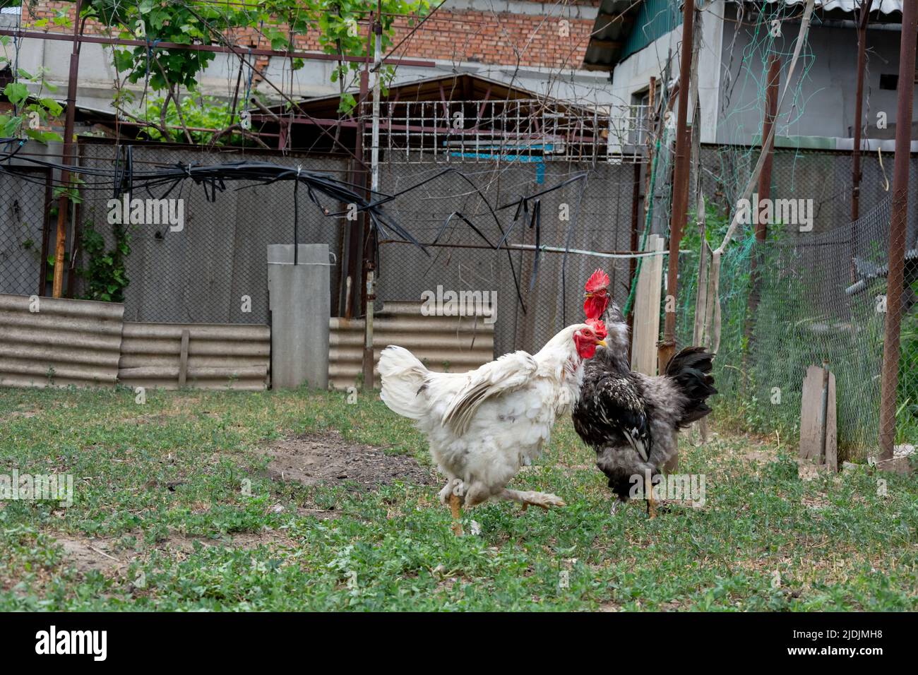 Rooster and young rooster free range. Focus on black and white rooster. Young white rooster spread its wings demonstrating superiority Stock Photo