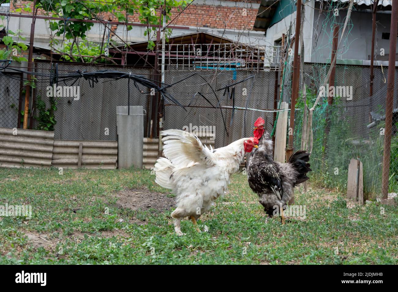 Rooster and young rooster free range. Selective focus on black and white rooster. A young white rooster spread its wings in front of an adult black an Stock Photo