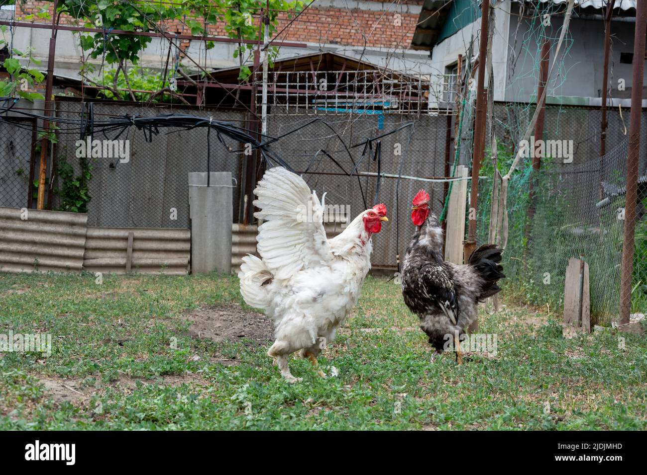 Rooster and young rooster free range. Selective Focus on black and white rooster. Young white rooster spread its wings demonstrating superiority Stock Photo