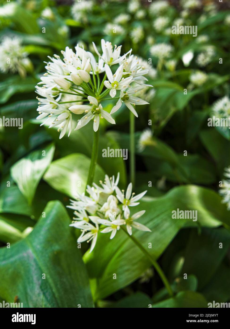 Wild garlic flowering in Northumberland, uk Stock Photo
