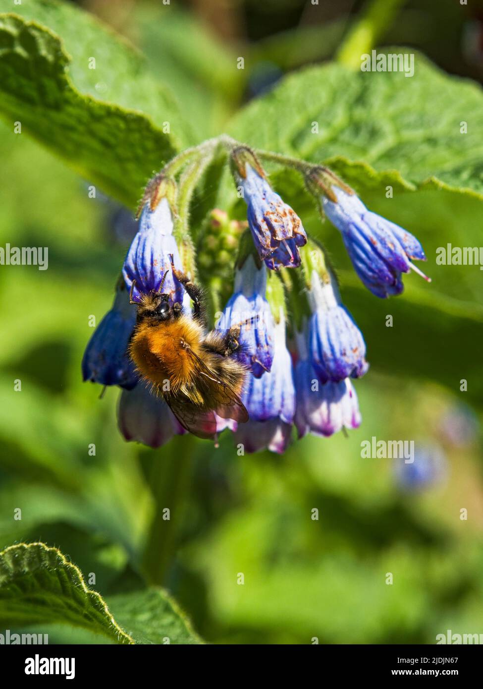 Cammon Carder bumble bee, Bombus pascuorum, collects pollen from flowers in Northumberland, UK Stock Photo