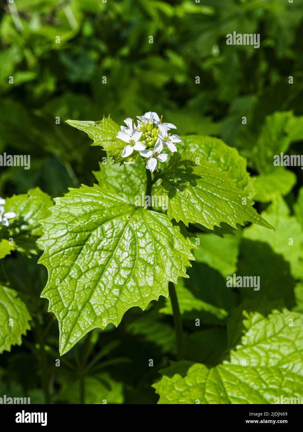 Flowers and leaves of garlic mustard, Alliaria petiolata, plant in Northumberland, UK Stock Photo