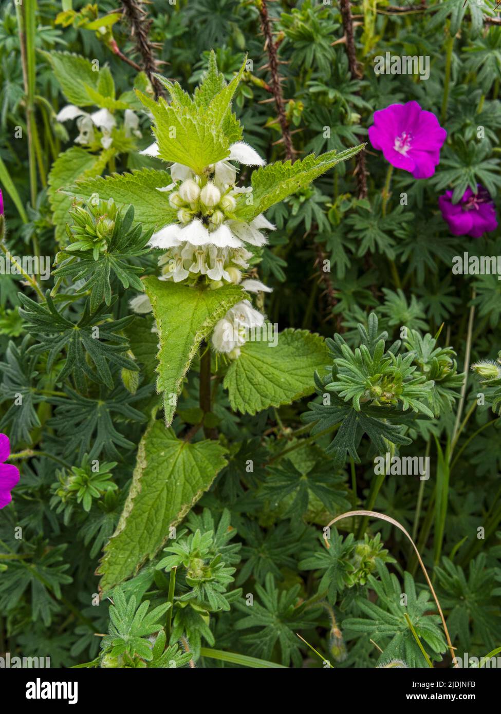 White deadnettle, Lamium album, flowering in Northumberland, UK Stock Photo
