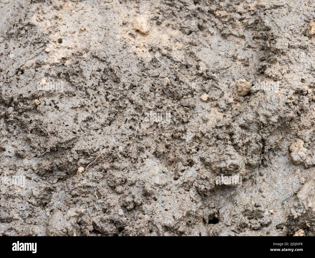 Holes in mud left by House Martins gathering mud to make their nests ...