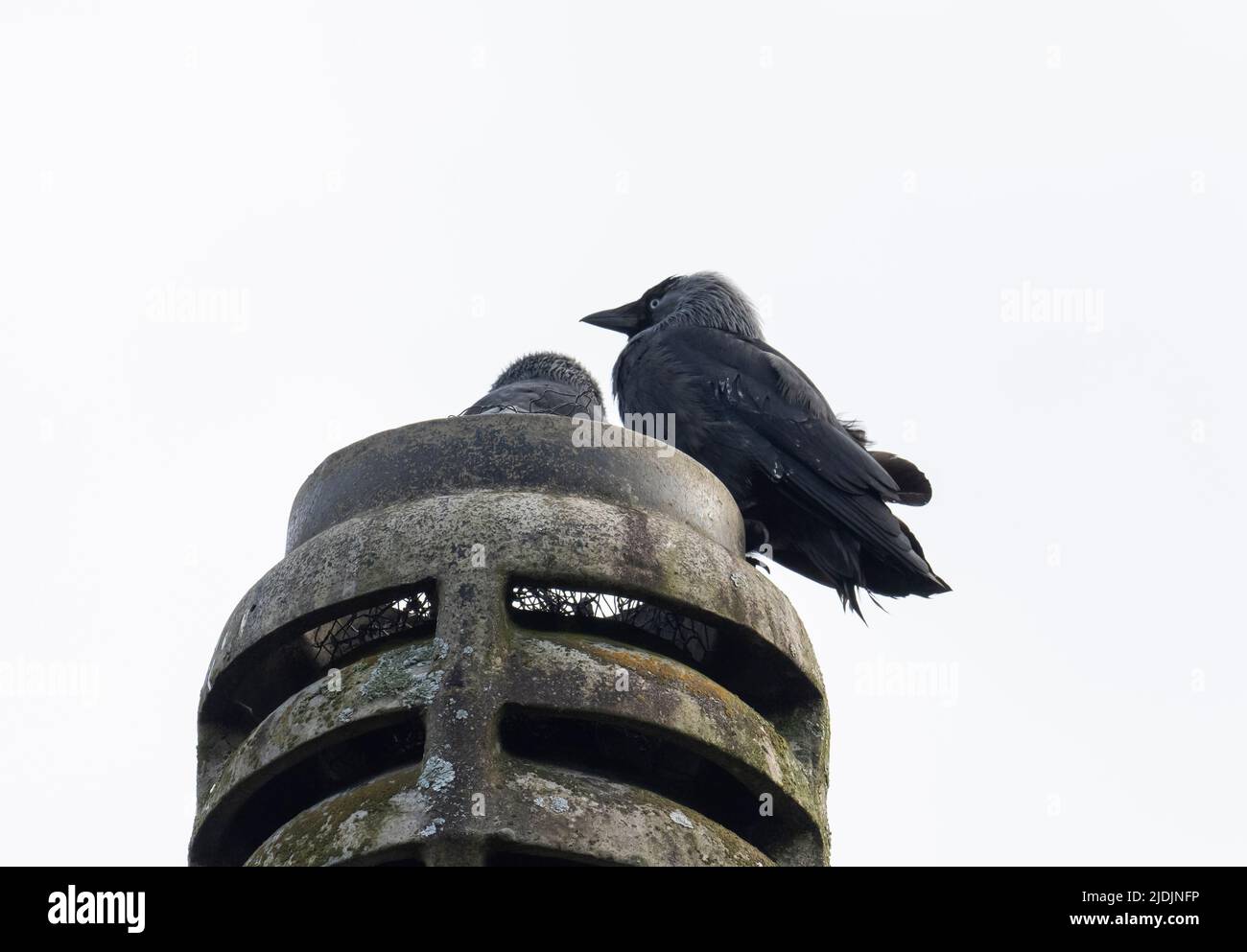 A pair of  Western Jackdaw, Corvus monedula on a chimney pot in Ambleside, Lake District, UK. Stock Photo