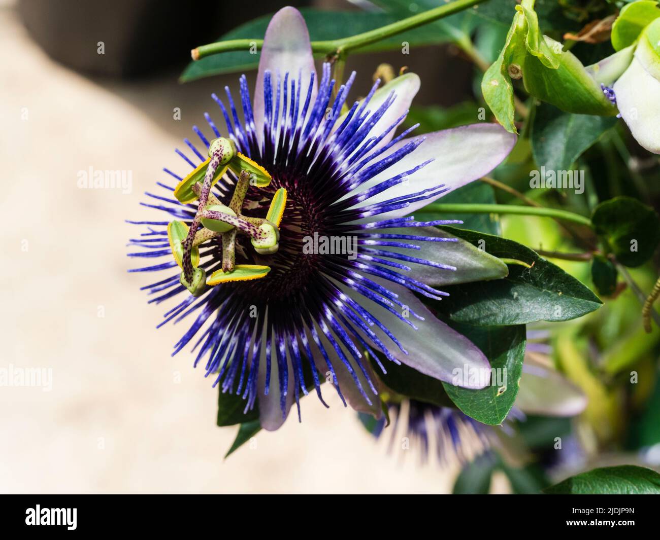 Similar to ordinary passionflower, Passiflora caerulea, 'Silly Cow' has been bred for larger flowers compared to the species Stock Photo
