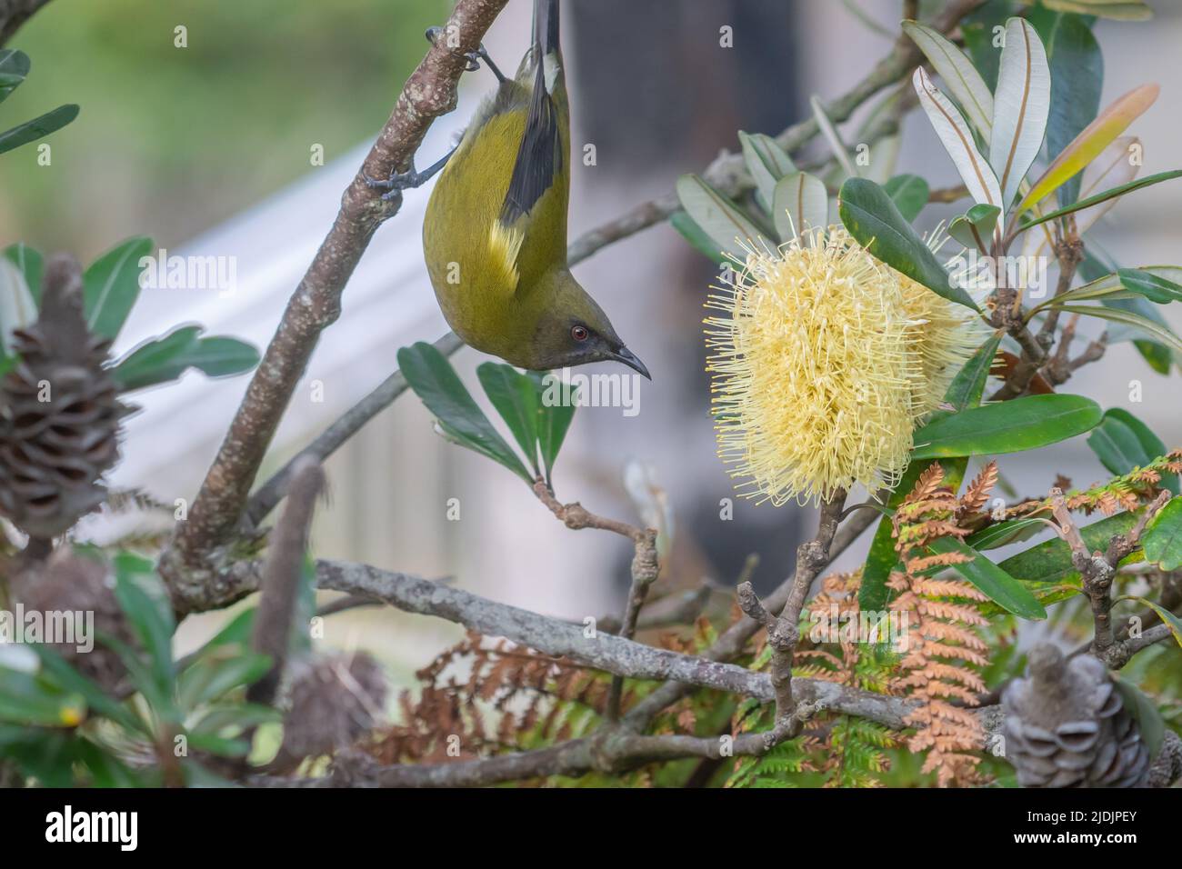 New Zealand bellbird feeding on nectar in yellow myrtle or bottlebrush
