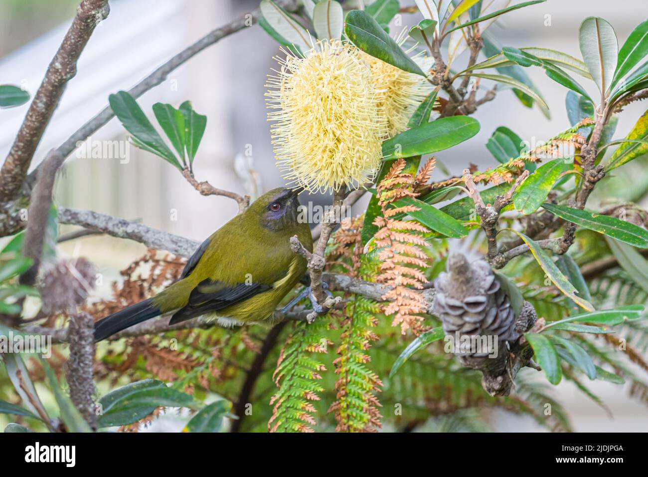 New Zealand bellbird feeding on nectar in yellow myrtle or bottlebrush