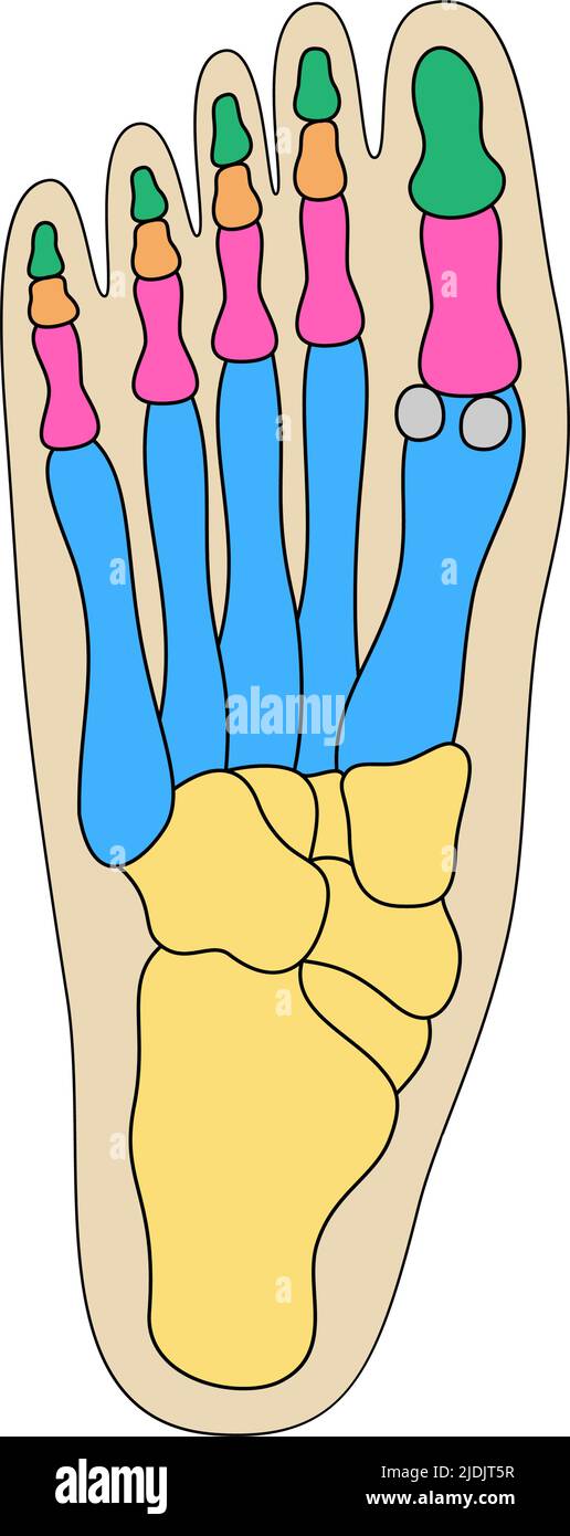 Human Foot Bones Anatomy Colored Foot Parts Structure Human Leg Base