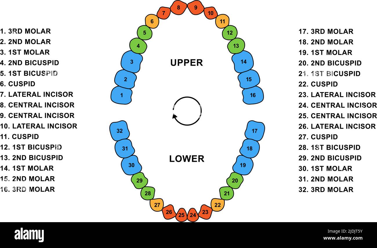 Adult human teeth dentition anatomy. Adult upper and lower jaw parts