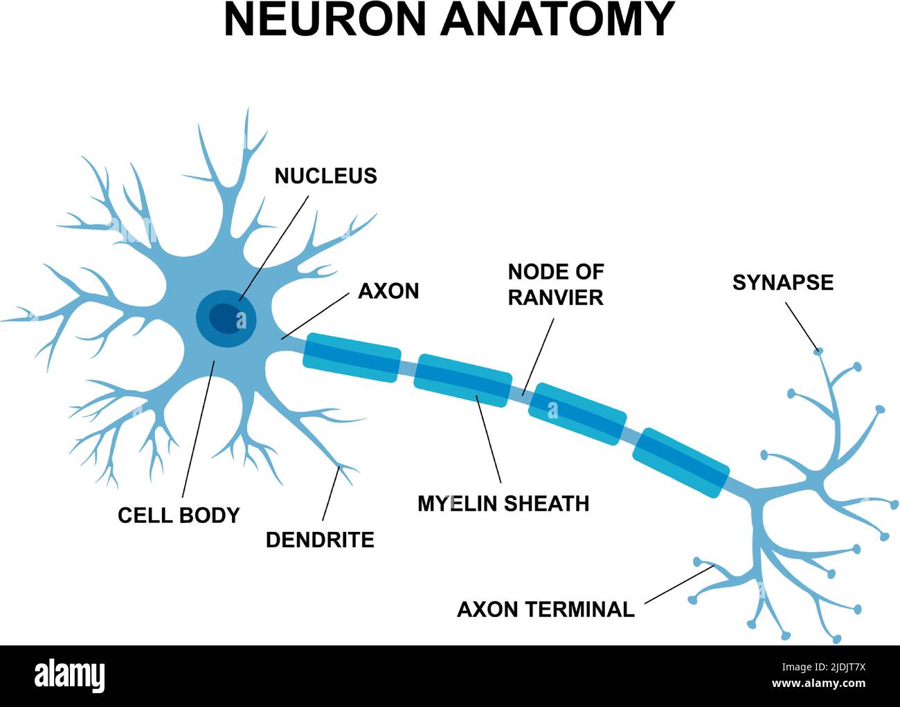 Vector infographic of neuron anatomy. Medical chart human neuron structure illustration. Synapses, cell body, nucleus, axon and dendrites scheme. Stock Vector