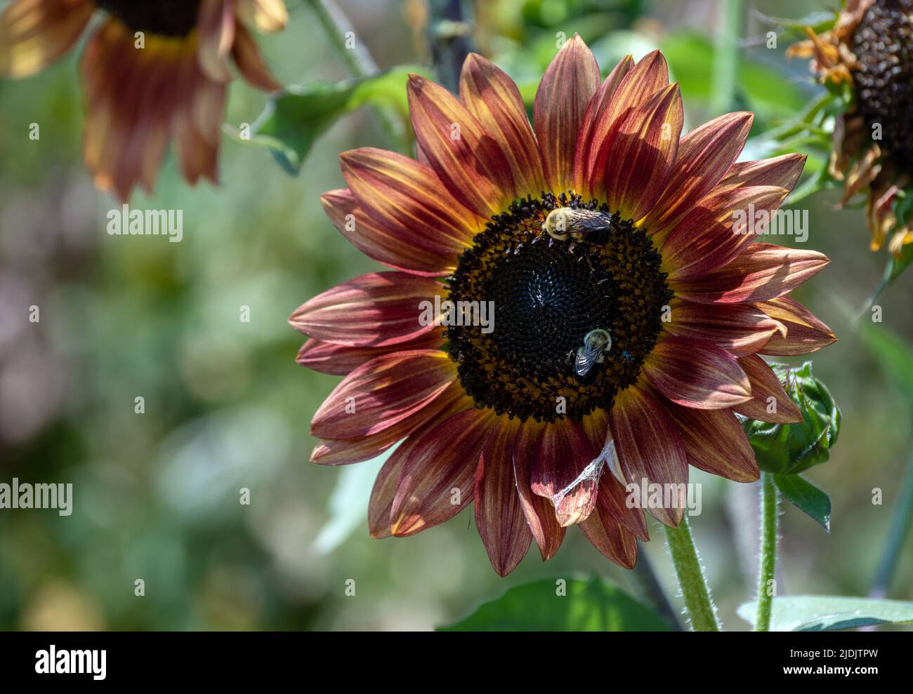 Two bumble bees enjoy a warm day and fresh pollen from a maroon colored sunflower. The large plant grows beautifuly in Missouri. Bokeh. Stock Photo
