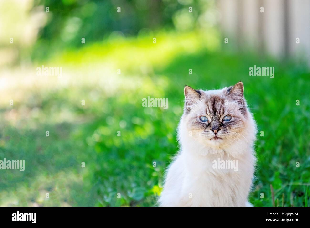 Persian cat on the lawn. Portrait. Close-up. Looks at the camera Stock Photo