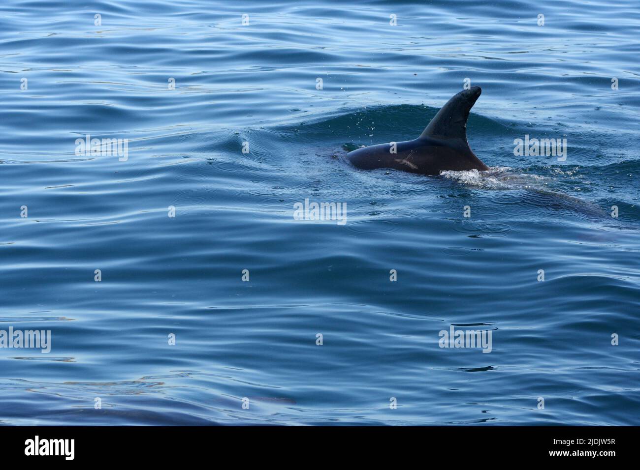 Bottlenose dolphins (Tursiops truncatus), Bay of Islands, New Zealand Stock Photo