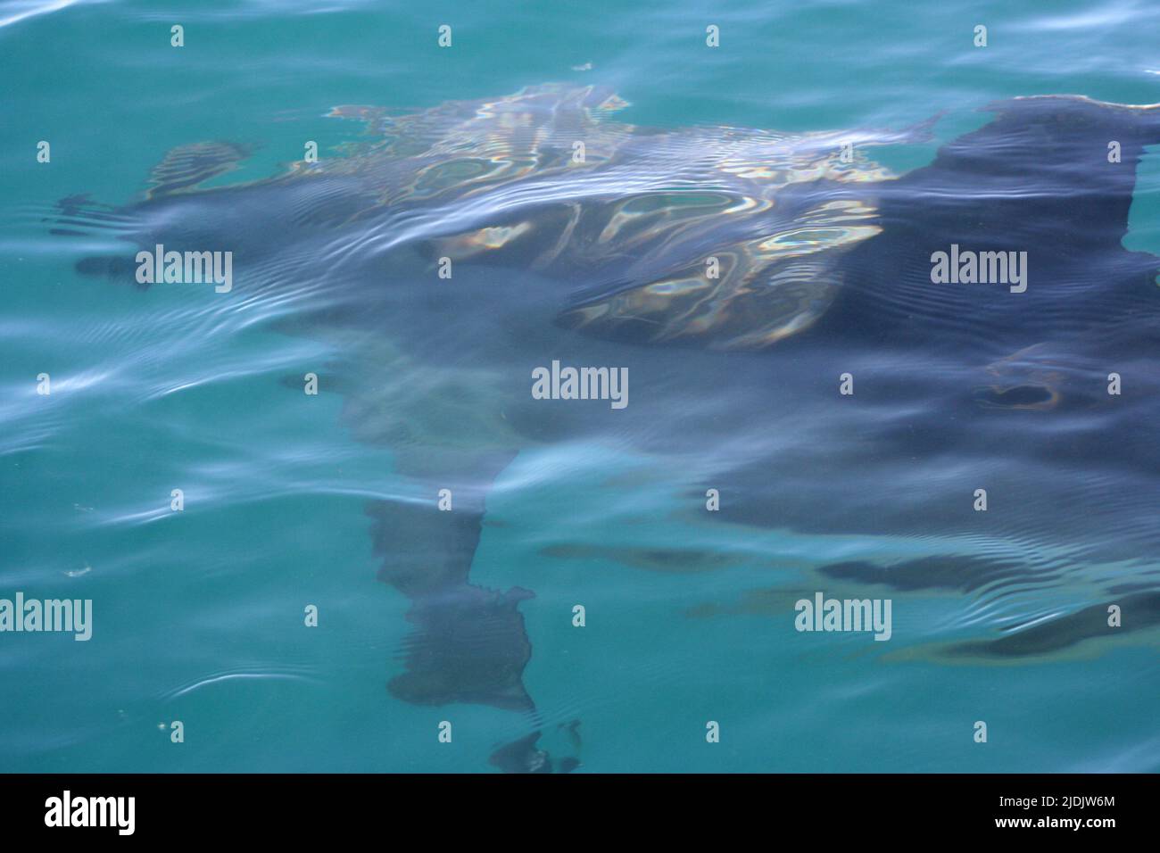 Bottlenose dolphins (Tursiops truncatus), Bay of Islands, New Zealand Stock Photo
