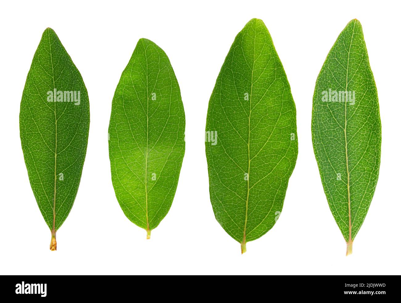 Honeysuckle with green leaves isolated on white background. Ripe
