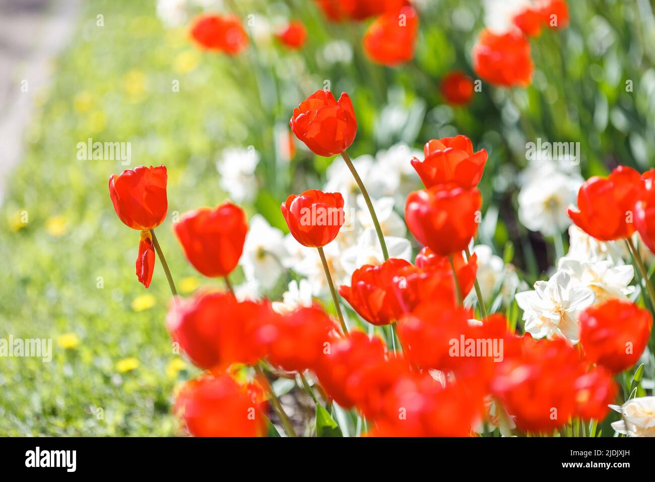 opened red tulips and white daffodils grow on a flower bed in spring on a sunny day. Stock Photo