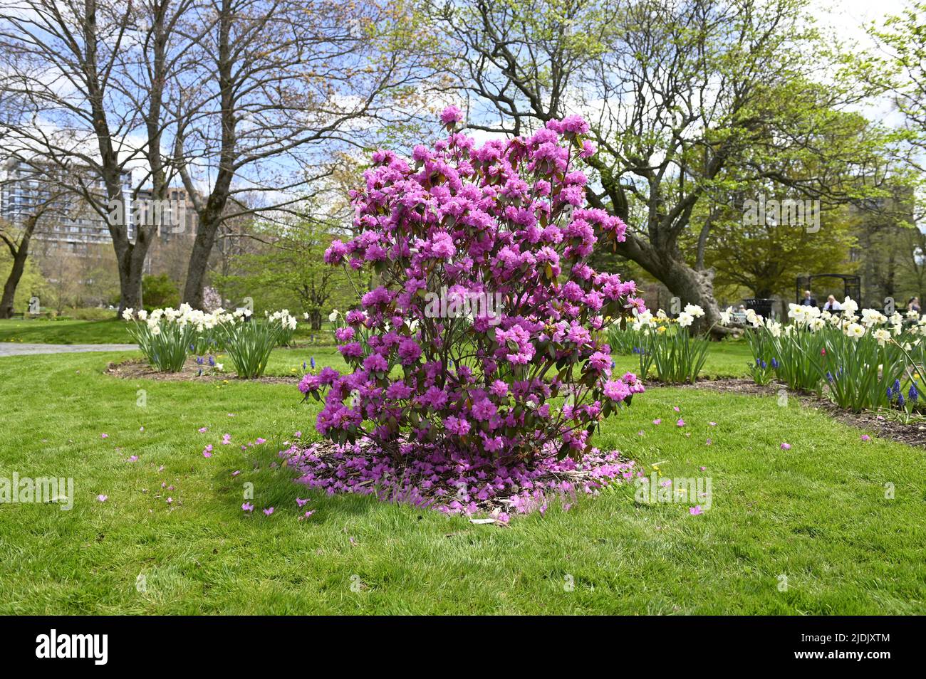 Rhododendron pink-purple flowers blossom in the blooming Halifax Public Garden. Big pink blooming azalea. Best place for relaxation and walking. Stock Photo