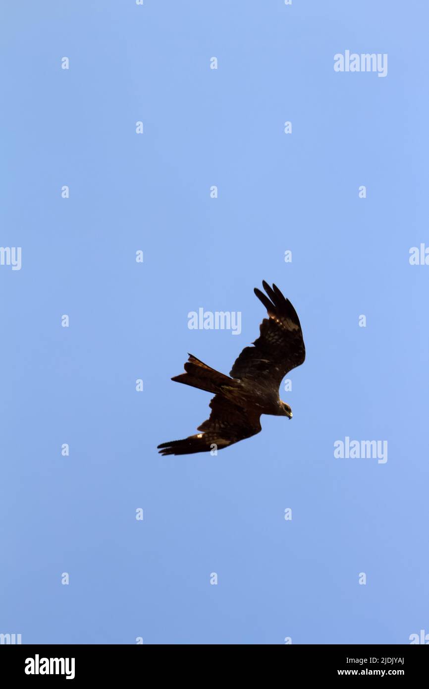 Pariah kite (Milvus migrans govinda) on a search flight. India Stock ...