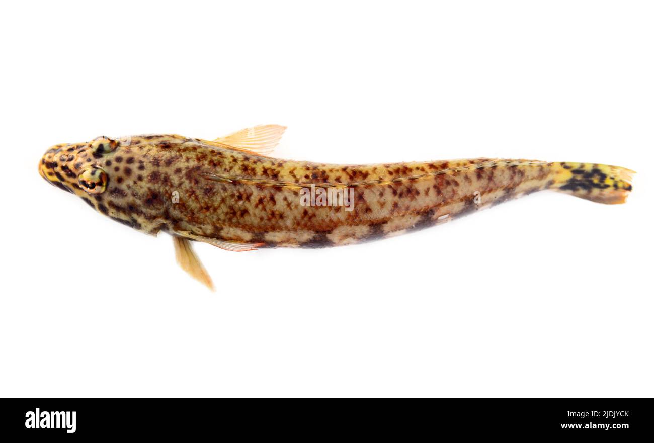 Leopard small fish with a round body (possibly Blenniidae) from Sri ...