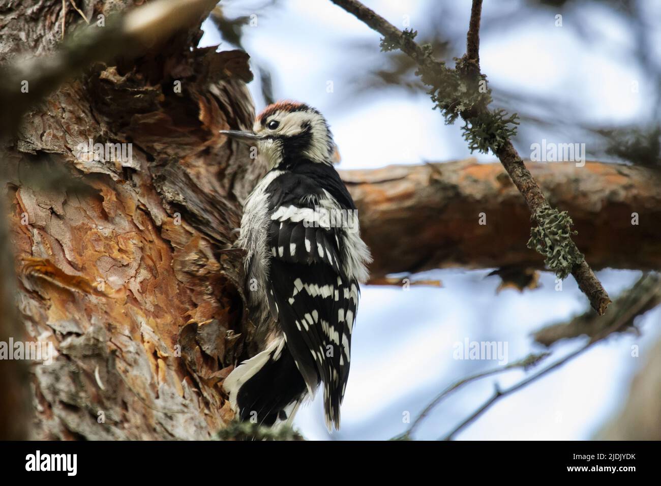 Beautiful detached birch silver bark on the trunk of a birch and White-backed woodpecker (Dendrocopos leucotos, male, juv) Stock Photo