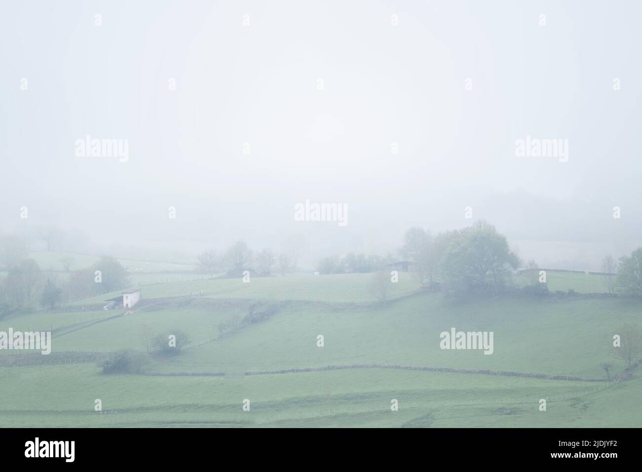 a landscape of green meadows, stone walls and trees in a morning of dense fog, a dreamlike atmosphere in a rural scene, horizontal Stock Photo