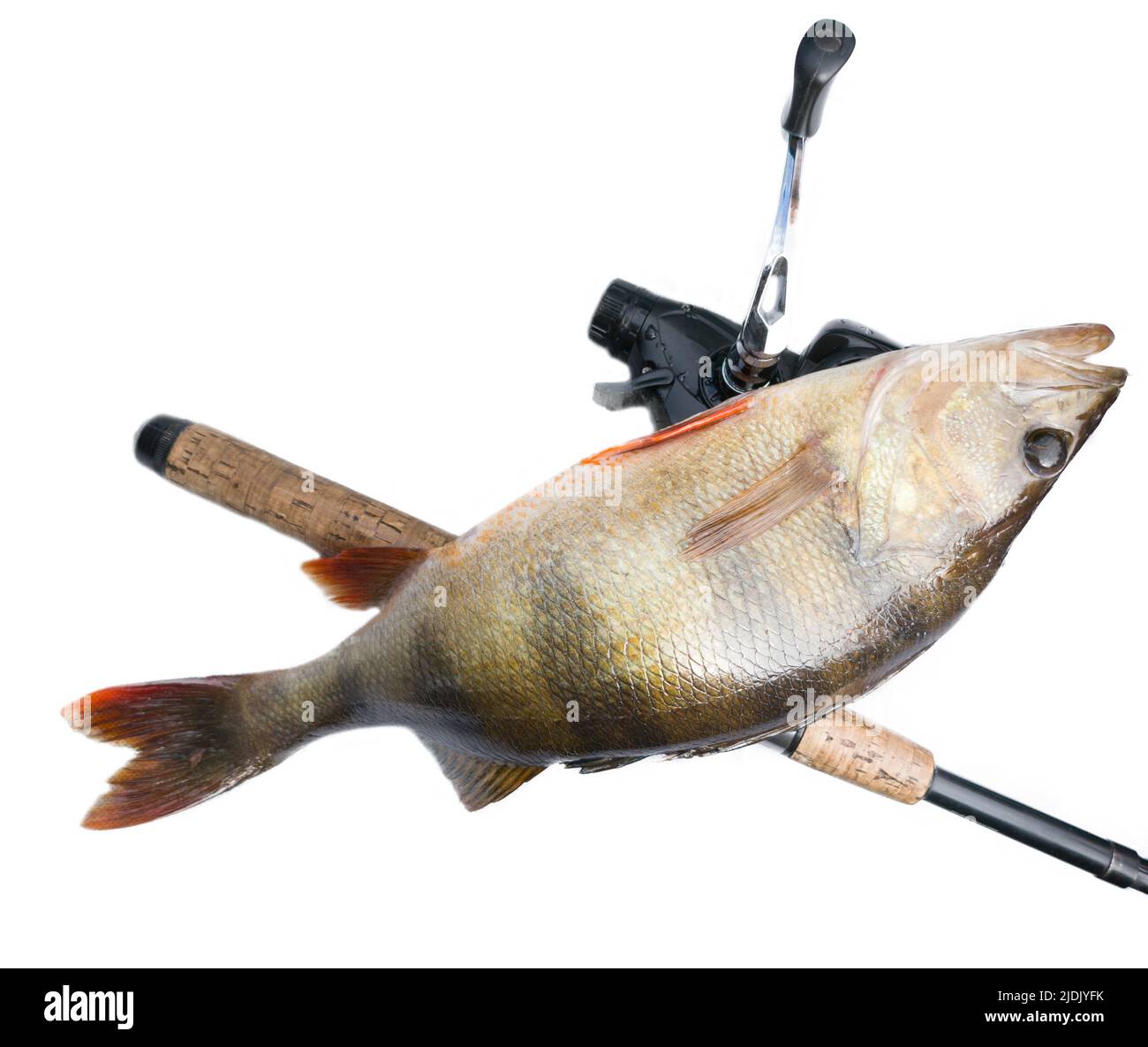 European perch still life with a fishing rod. Isolated on a white  background Stock Photo - Alamy
