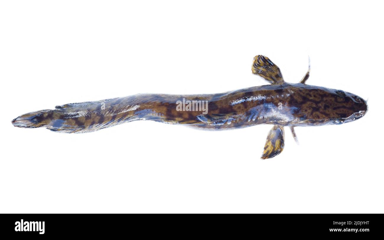 Asian-European Burbot (Lota lota lota) isolated on a white background, tope view. Southern part of Lake Ladoga, Mouth of Svir river, Russia Stock Photo