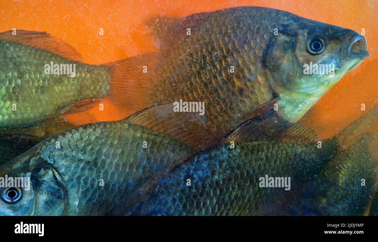 Predatory carp hi-res stock photography and images - Alamy