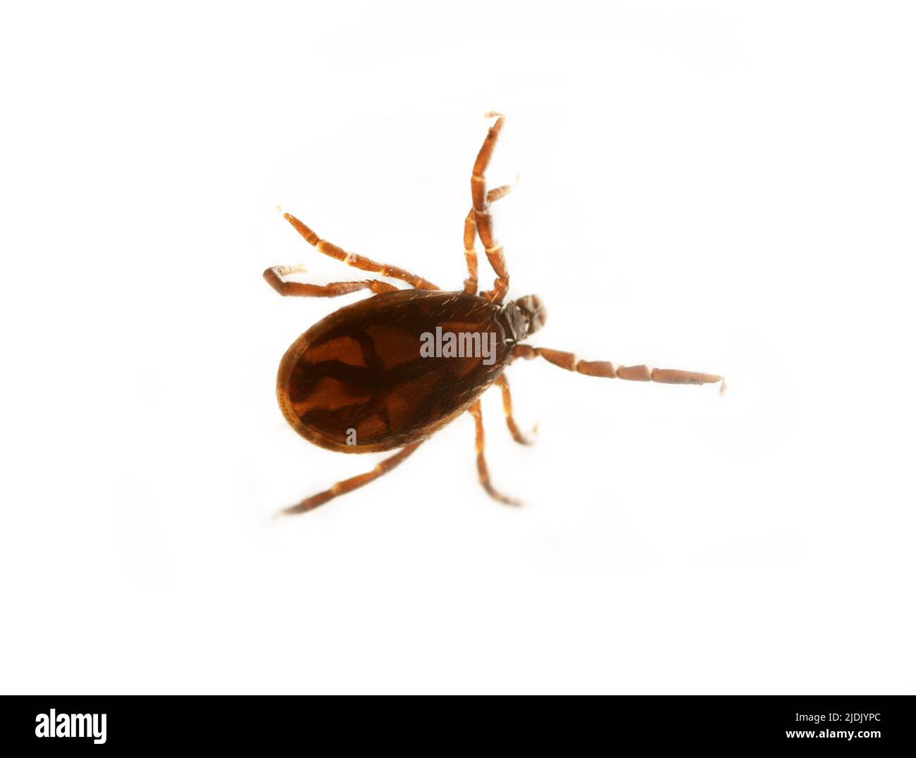 Ixodes tick (dog tick, Ixodes persulcatus) in active form, victim
