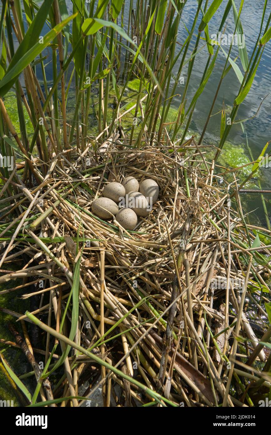 Bird's Nest Guide. Nidology. European coot (Fulica atra) nest on a eutrophied lake with an abundance of common reed (Phragmites australis) Stock Photo