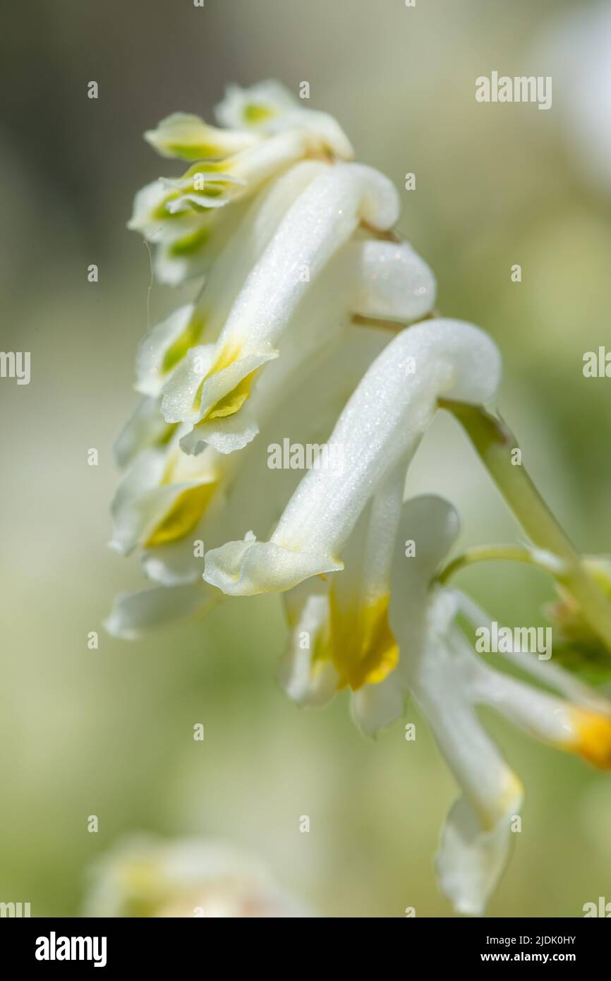 Macro shot of pale corydalis (pseudofumaria alba) flowers in bloom Stock Photo