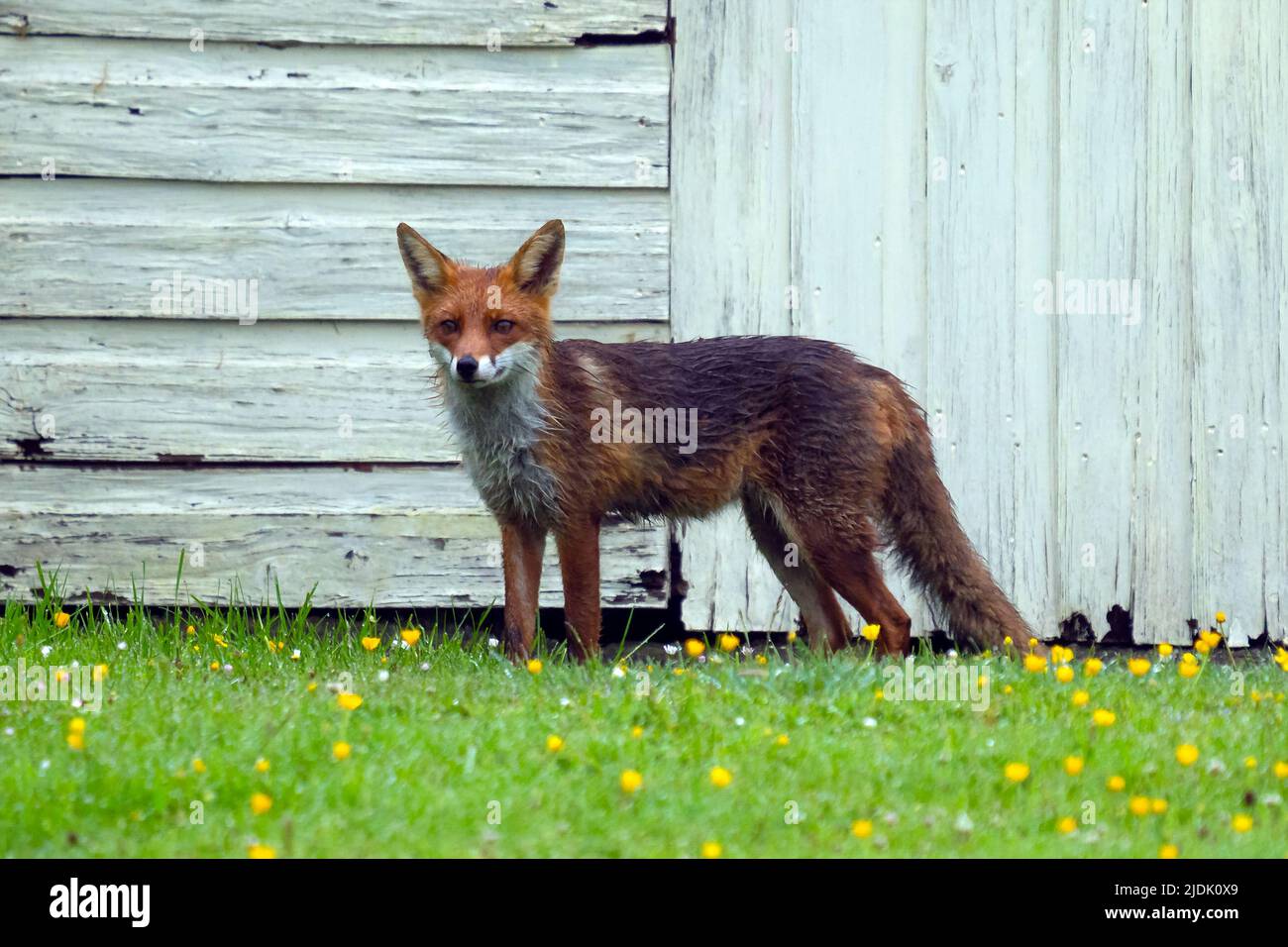 Red fox (Vulpes vulpes) Stock Photo