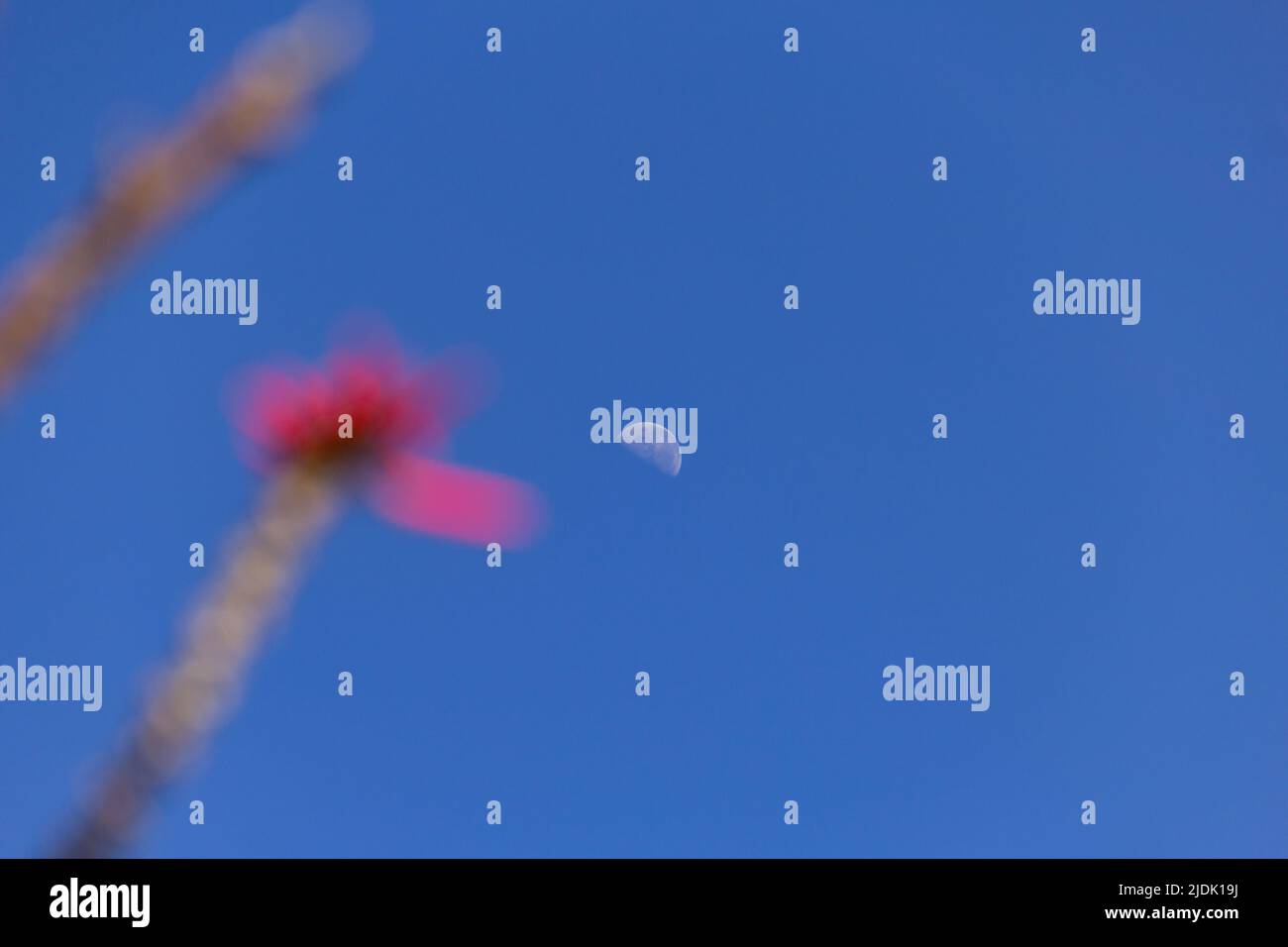 Goiania, Goiás, Brazil – June 19, 2022: The moon in the blue sky during the day, with details of flowering mulungu branches. Erythrina speciosa. Stock Photo