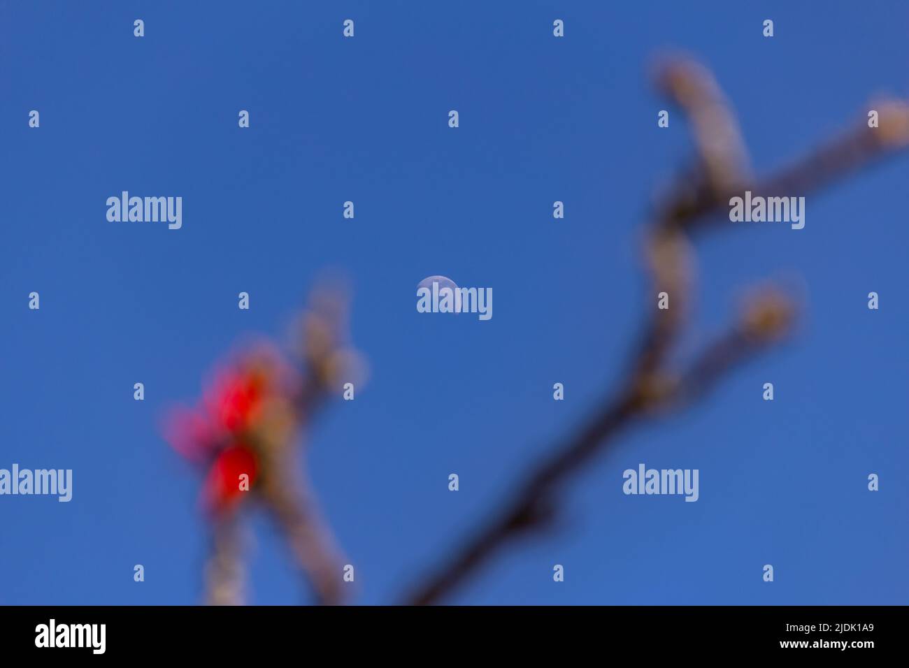 Goiania, Goiás, Brazil – June 19, 2022: The moon in the blue sky during the day, with details of flowering mulungu branches. Erythrina speciosa. Stock Photo