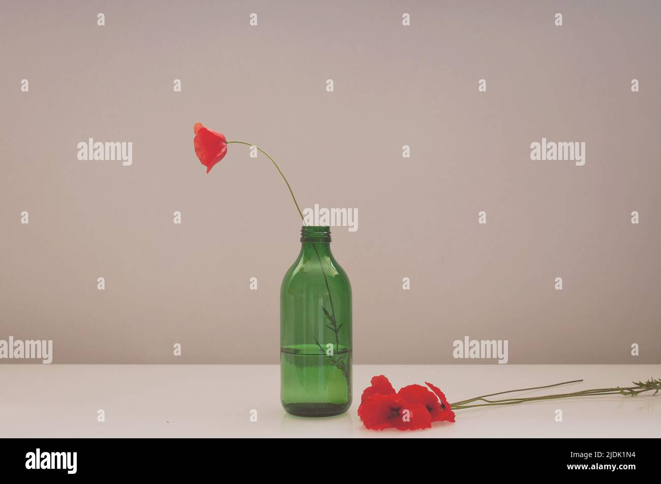 minimalism one red poppy in a green glass vase on a beige background, a ...