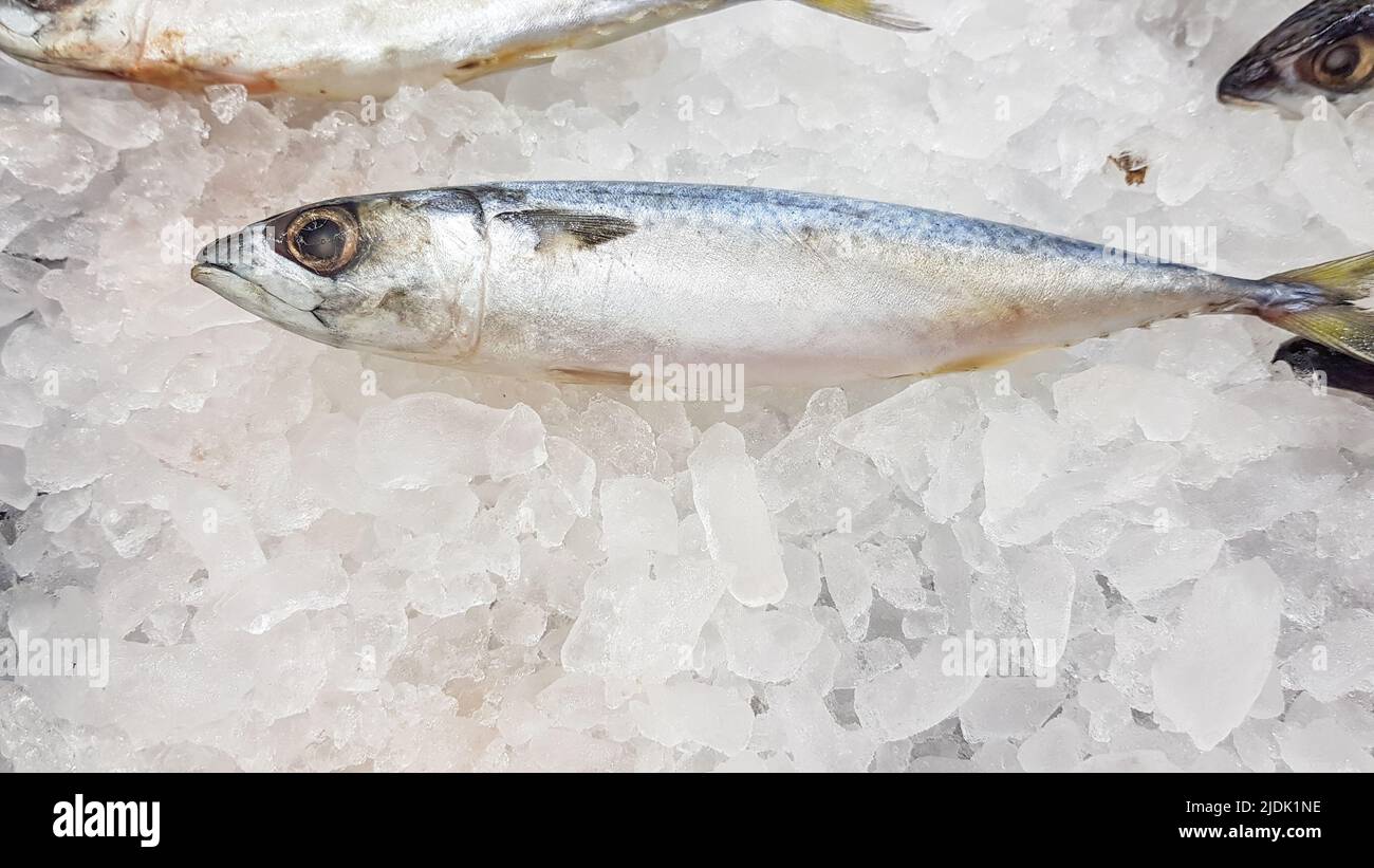 Sardines frozen in ice to keep them fresh for sale to customers in a store. Stock Photo