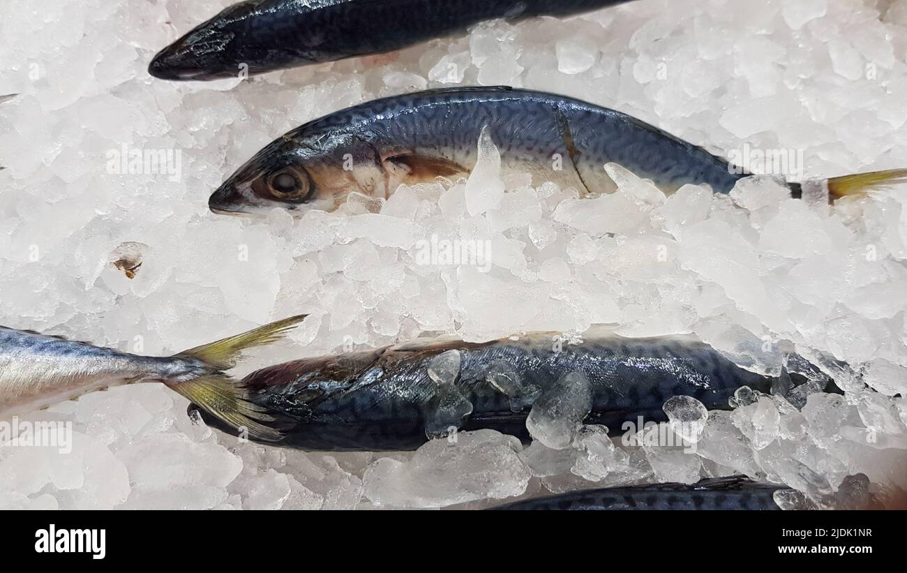 Saba fish frozen in ice for sale in a shop. Stock Photo