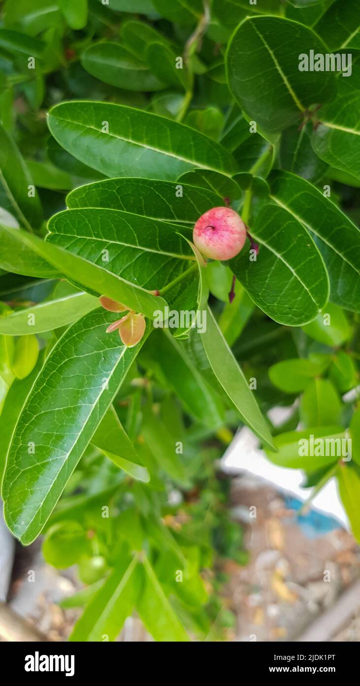 Carissa carandas , Mango yawning lemon on green leaf stalk Stock Photo