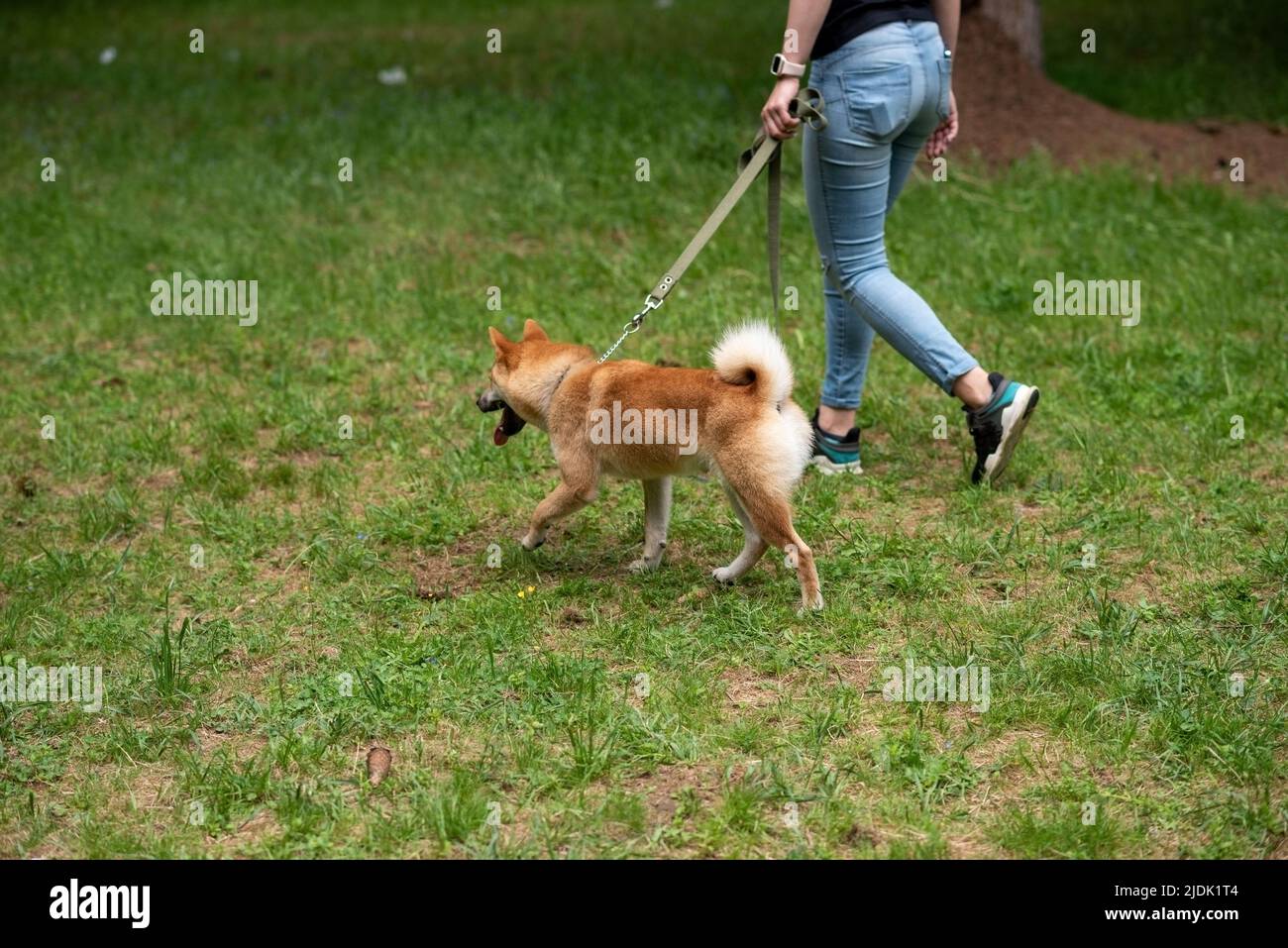Shiba Inu red color, on a leash, near the hostess for a walk. High