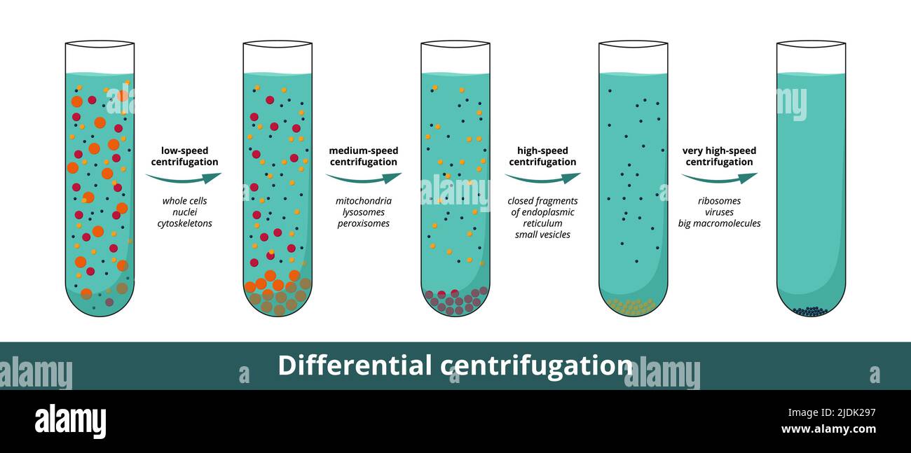 What Is Differential Centrifugation And How Is It Use vrogue.co
