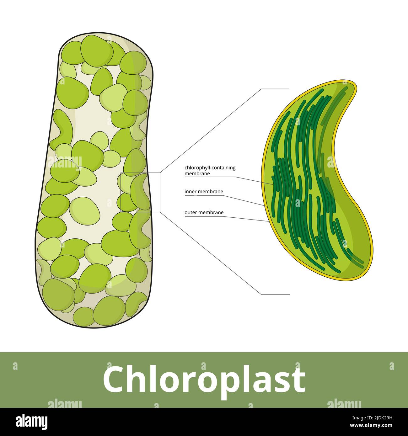 Chloroplast. Visualization of chloroplasts arrangement in plant cell and its basic structure, including chlorophyll-containing membranes Stock Vector