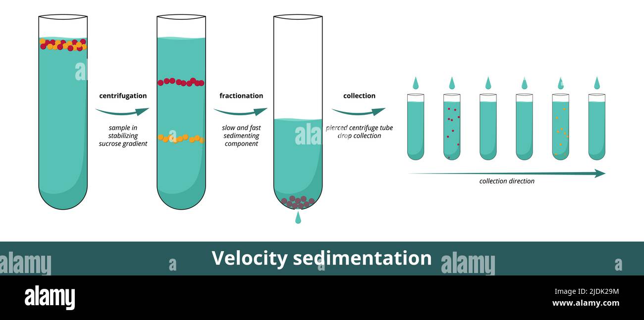 Velocity sedimentation. Analytical ultracentrifugation method that measures the rate at which molecules move because of centrifugal force. Stock Vector